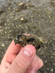 Calyptraea chinensis