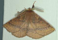 Anthela repleta