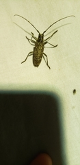 Monochamus notatus