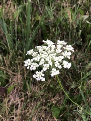 Daucus carota