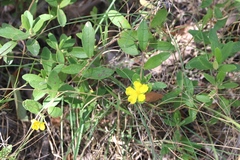 Hibbertia nemorosa
