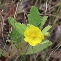 Hibbertia nemorosa