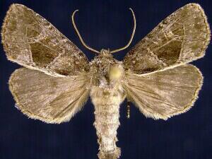 obtuse sedge borer