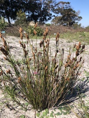 Restio quinquefarius