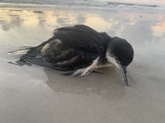 Puffinus lherminieri