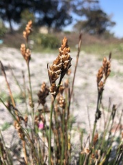 Restio quinquefarius