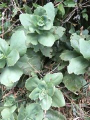 Hylotelephium telephium