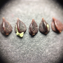 Polygonum aviculare