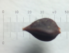 Polygonum aviculare