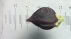 Polygonum aviculare