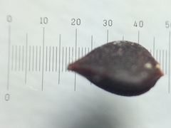 Polygonum aviculare