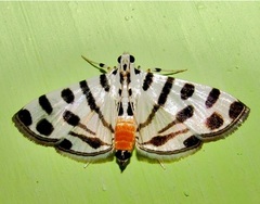 Pycnarmon jaguaralis