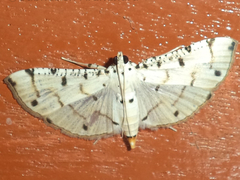 Pycnarmon lactiferalis