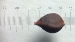 Polygonum aviculare
