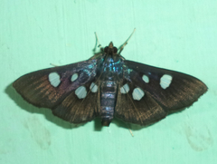 Rhagoba octomaculalis