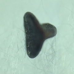 Polygonum aviculare