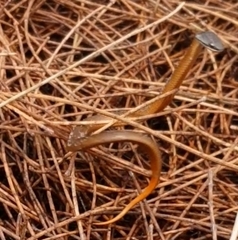 Elapognathus coronatus