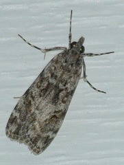 Scoparia syntaracta