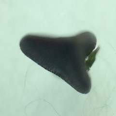 Polygonum aviculare