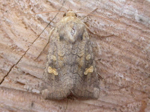 Vasarojinis Stiebinukas nuotrauka