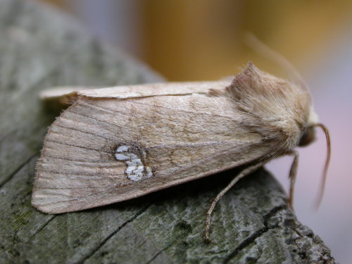 Vasarojinis Stiebinukas nuotrauka