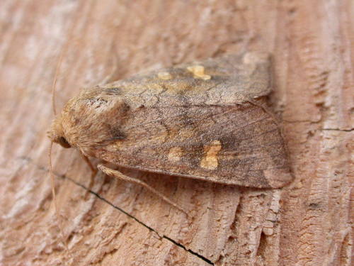 Vasarojinis Stiebinukas nuotrauka