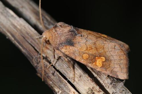 Vasarojinis Stiebinukas nuotrauka