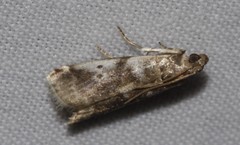 Acrobasis vaccinii