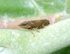 Clovia