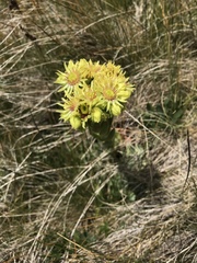 Sempervivum wulfenii