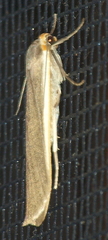 Palaeosia