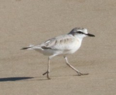 Charadrius marginatus arenaceus