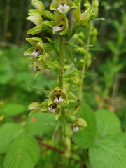 Epipactis dunensis