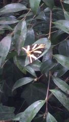 Euplagia quadripunctaria