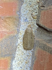 Autosticha kyotensis