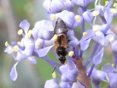 Omaliinae