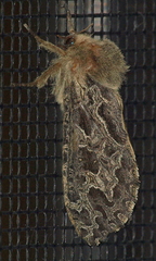 Oncopera intricoides