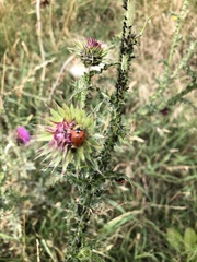 Coccinella septempunctata