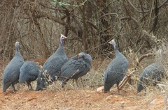 Numida meleagris reichenowi