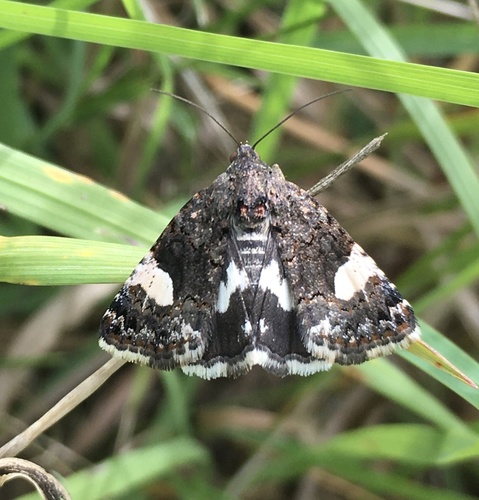 Four-spotted Moth