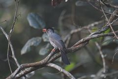 Hypsipetes ganeesa