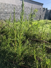 Cliffortia strobilifera