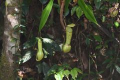 Nepenthes distillatoria