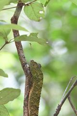 Lyriocephalus scutatus