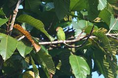 Loriculus beryllinus