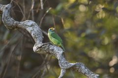 Psilopogon flavifrons