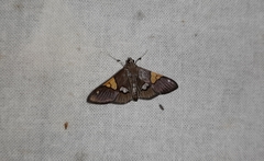 Heterocnephes