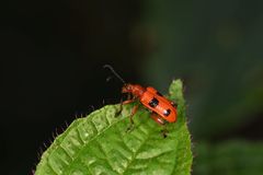 Lema quadripunctata