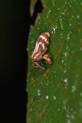 Sternuchopsis clausus