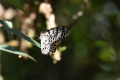 Idea iasonia